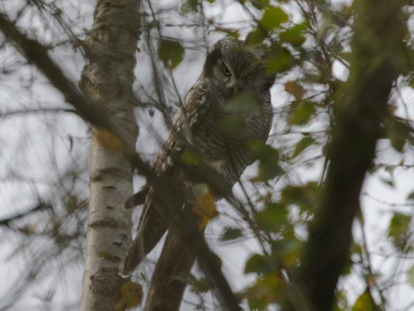 Northern hawk-owl (Surnia ulula)